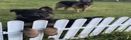 German Shepherd dogs for sale: ♔♛Deligent GSD Puppies for Sale –♔♛ - Advert 3