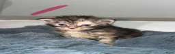 Maine Coon cats for sale: TICA REGISTERED MAINE COON KITTENS  - Advert 13