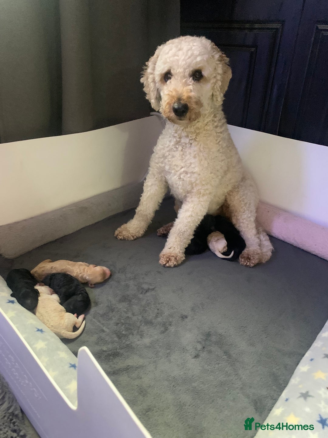 Labradoodle dogs for sale: Miniature Labradoodle  - Advert 2