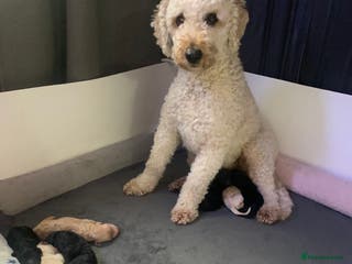 Labradoodle dogs Miniature Labradoodle - Advert 1