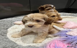 Cockapoo dogs for sale: 💗Beautiful F1 Cockapoo puppies  - Image 13