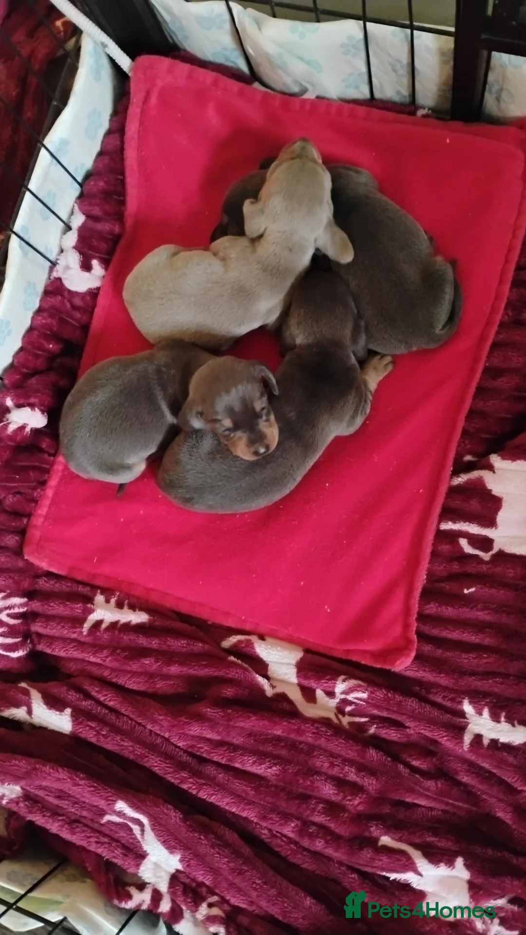 Miniature Dachshund dogs for sale: Miniature male and female pups  - Advert 11