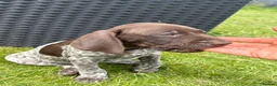 German Shorthaired Pointer dogs for sale: German shorthaired pointer ready to go  - Advert 29