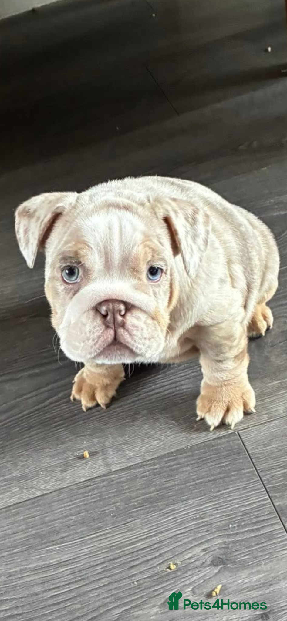 English Bulldog dogs English bulldog puppy - Advert 13