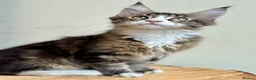Maine Coon cats for sale: Beautiful Maine Coon kittens - Advert 12