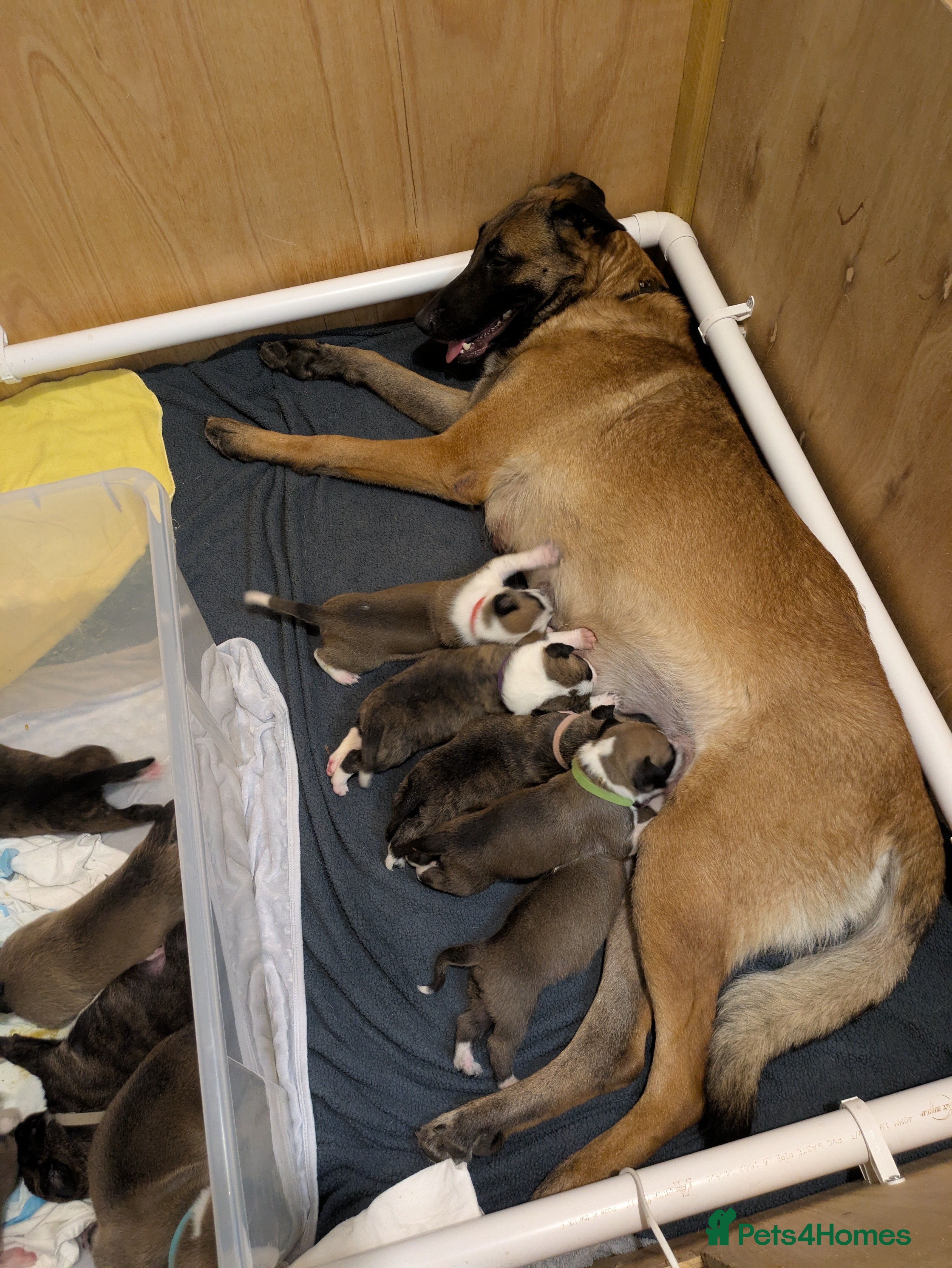 Mixed Breed dogs Rare BULL HERDER Puppies for sale  - Advert 1