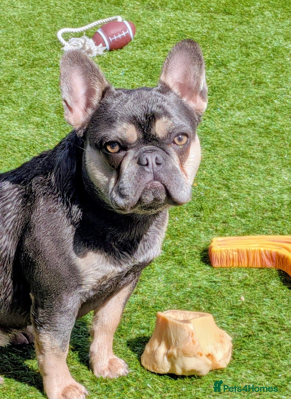 French Bulldog dogs for sale: Lilac and Tan Mini french bulldog  - Advert 2