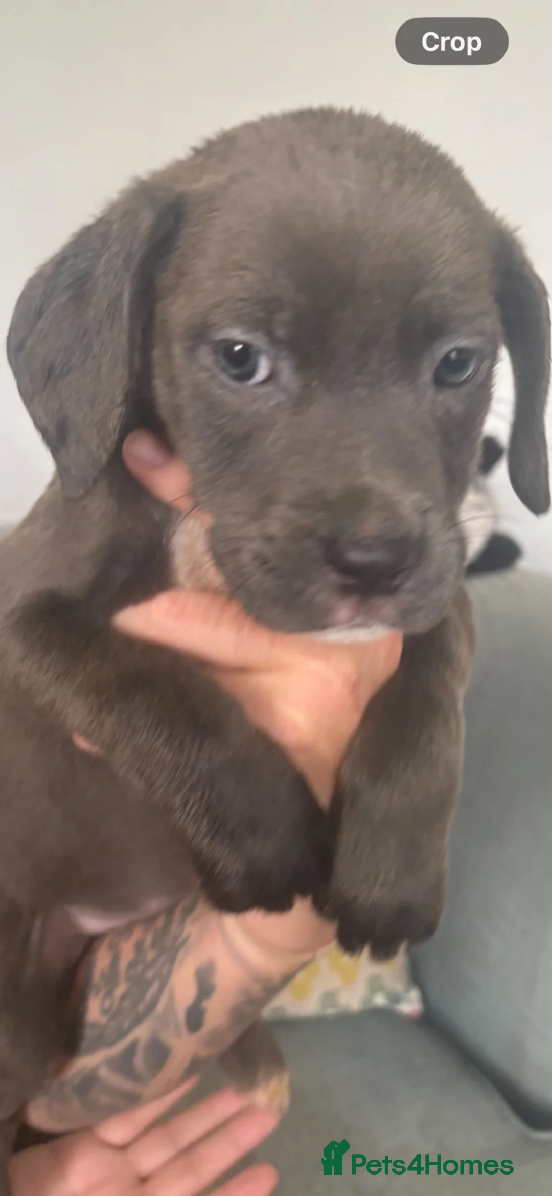 Mixed Breed dogs for sale: American cors in Fleetwood - Advert 2