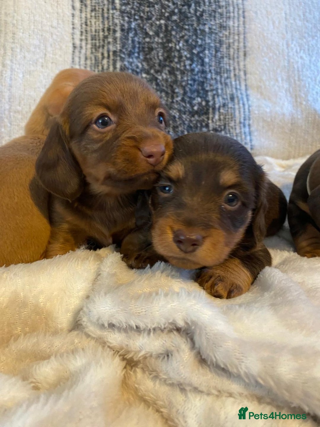 Miniature Dachshund dogs for sale: MOST GORGEOUS DACHSHUNDS - Advert 12