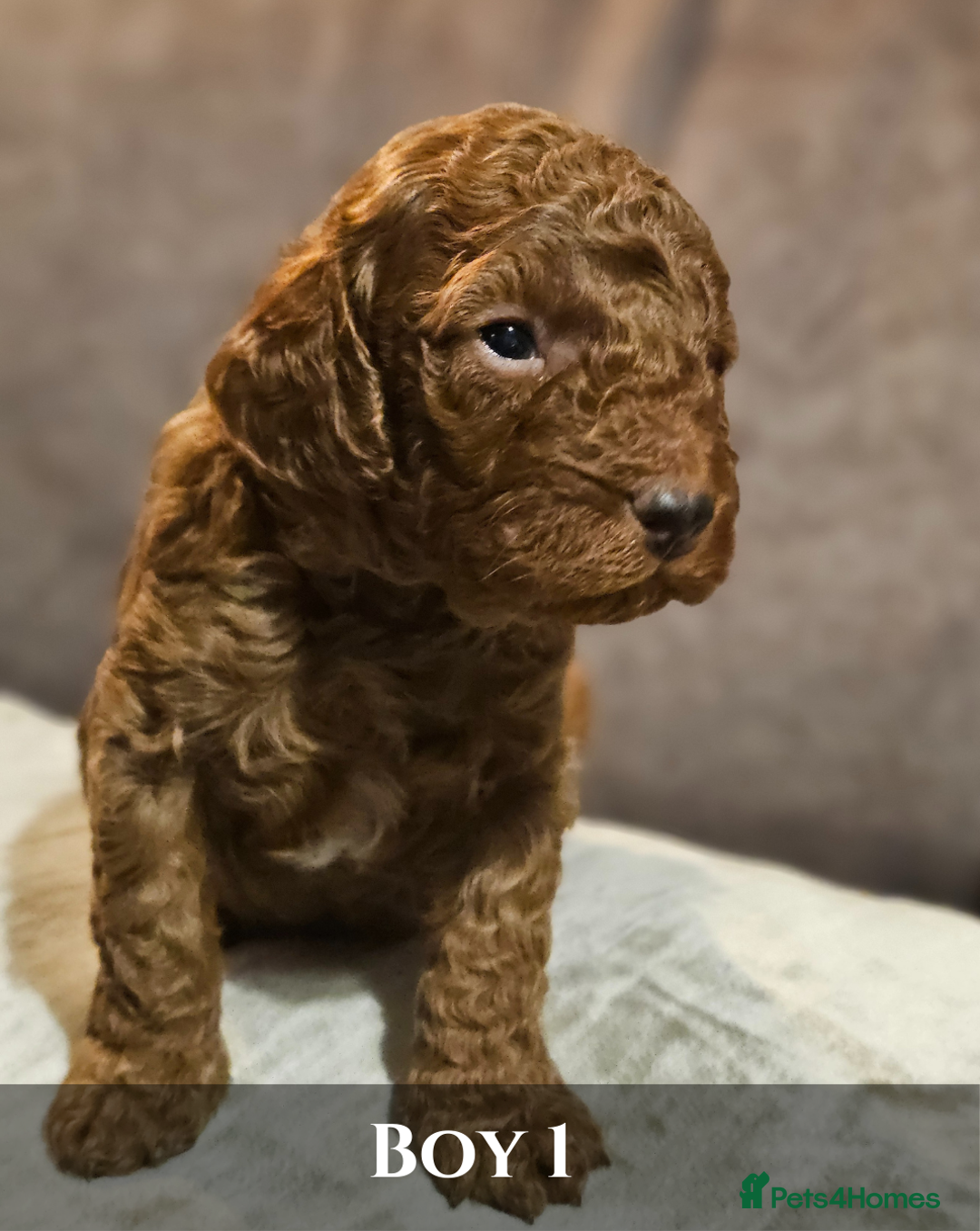 Cavapoo dogs for sale: 5 Beautiful Deep Red F1B Cavapoo Pups - Advert 10