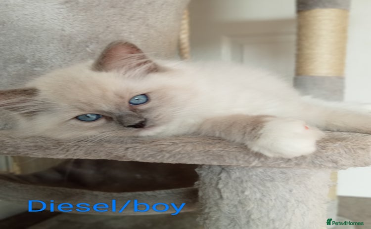 Ragdoll cats - Advert 3