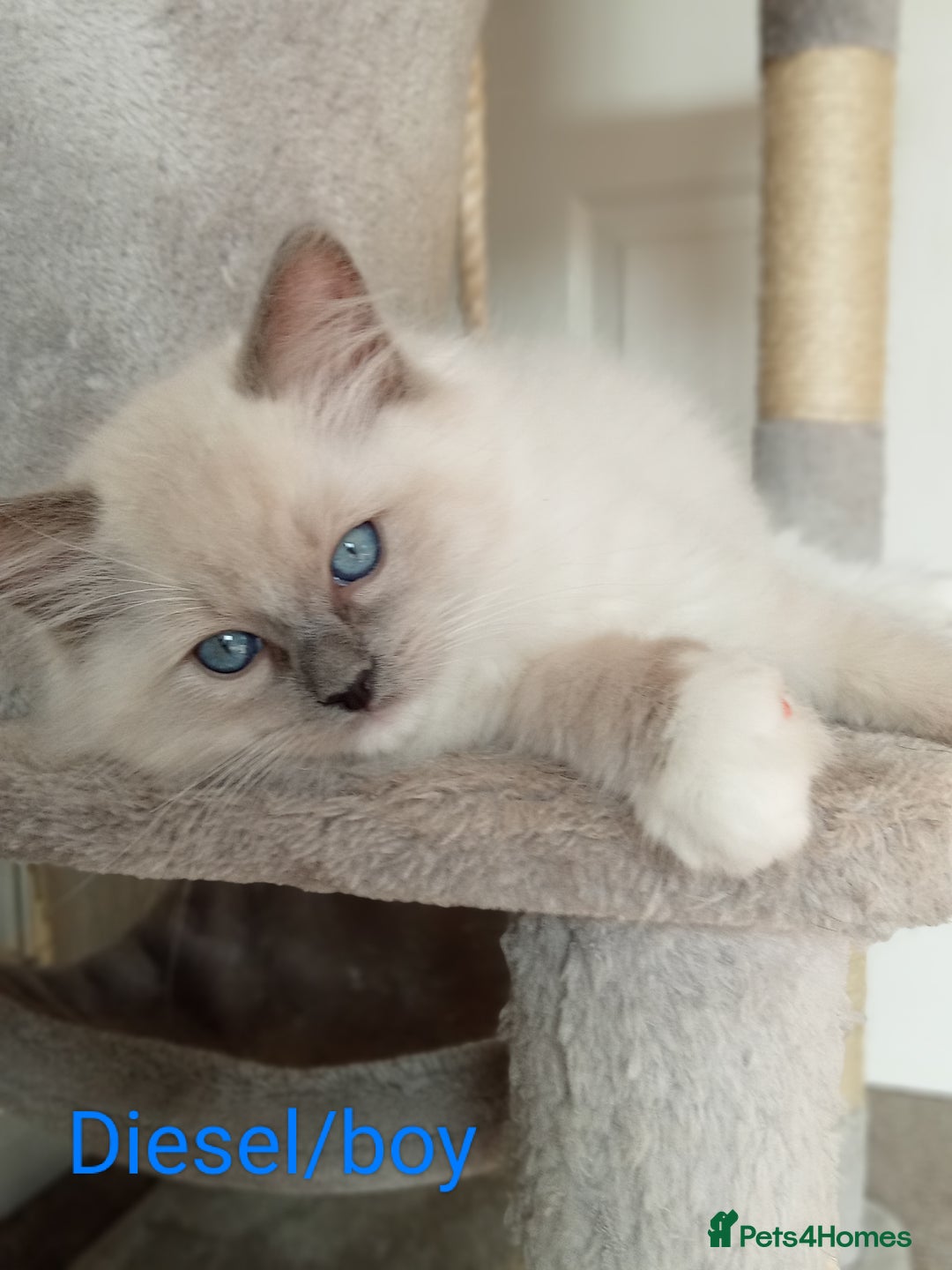 Ragdoll cats for sale: Purebred Ragdolls - Image 1