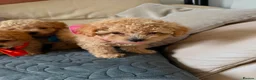 Miniature Poodle dogs for sale: Minature Poodle puppys!🐶🐾 - Advert 21