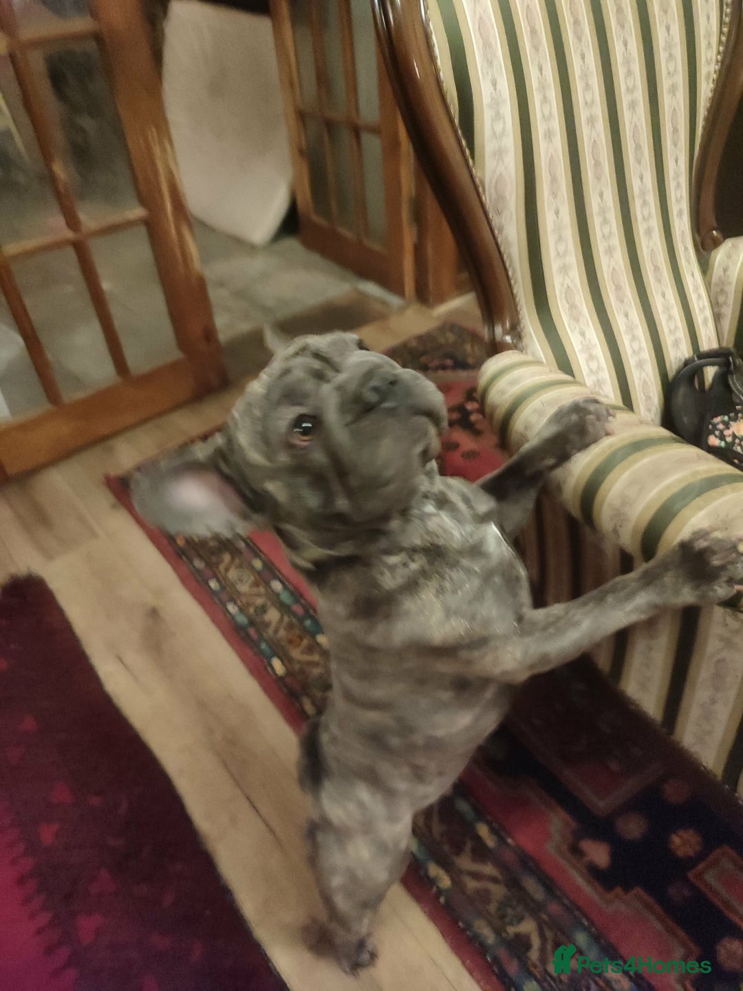 French Bulldog dogs for adoption: Super friendly Lola for adoption  - Advert 3