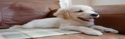 Golden Retriever dogs for sale: Quality Health Tested KC Golden Retrievers - Advert 8