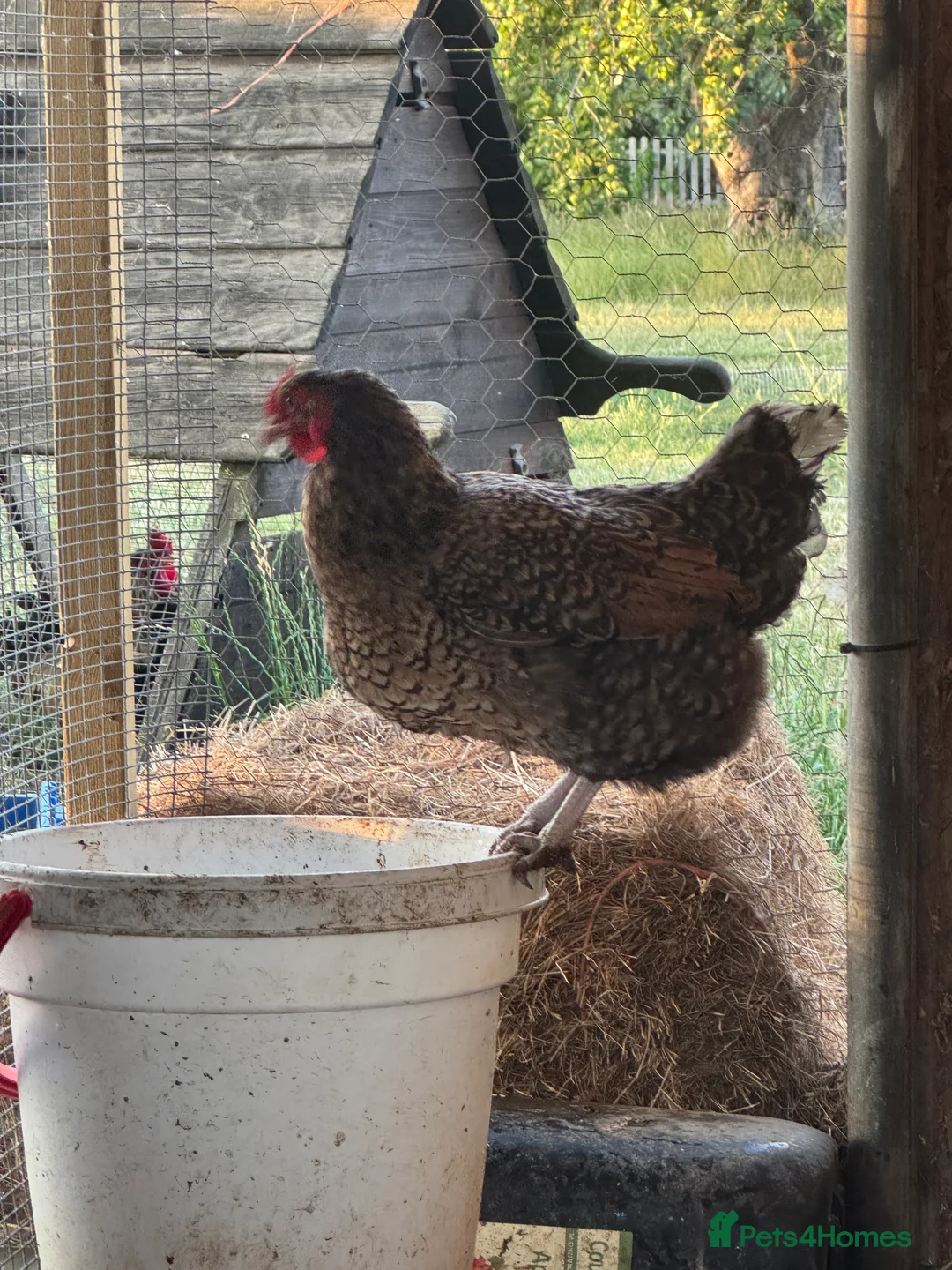 Hens poultry for sale: Buff Orpington’s. Brown leghorns.  cream legbars  - Advert 11