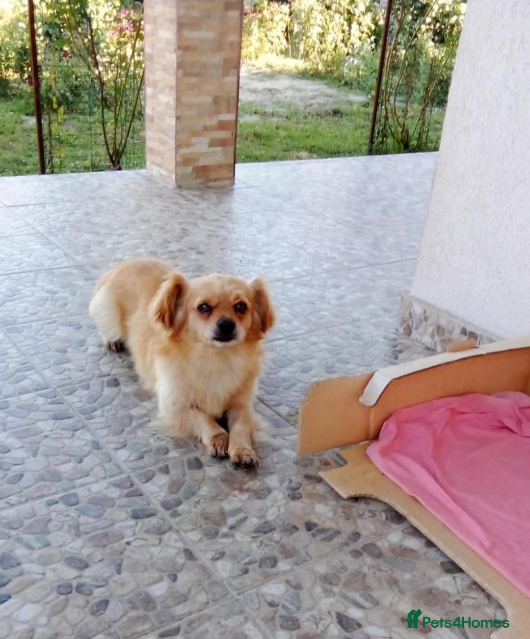 Mixed Breed dogs for adoption: Toby, superb little boy - for a Loving Home - Image 3