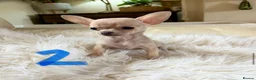 Chihuahua dogs for sale: Tiny chihuahua puppies - Advert 12