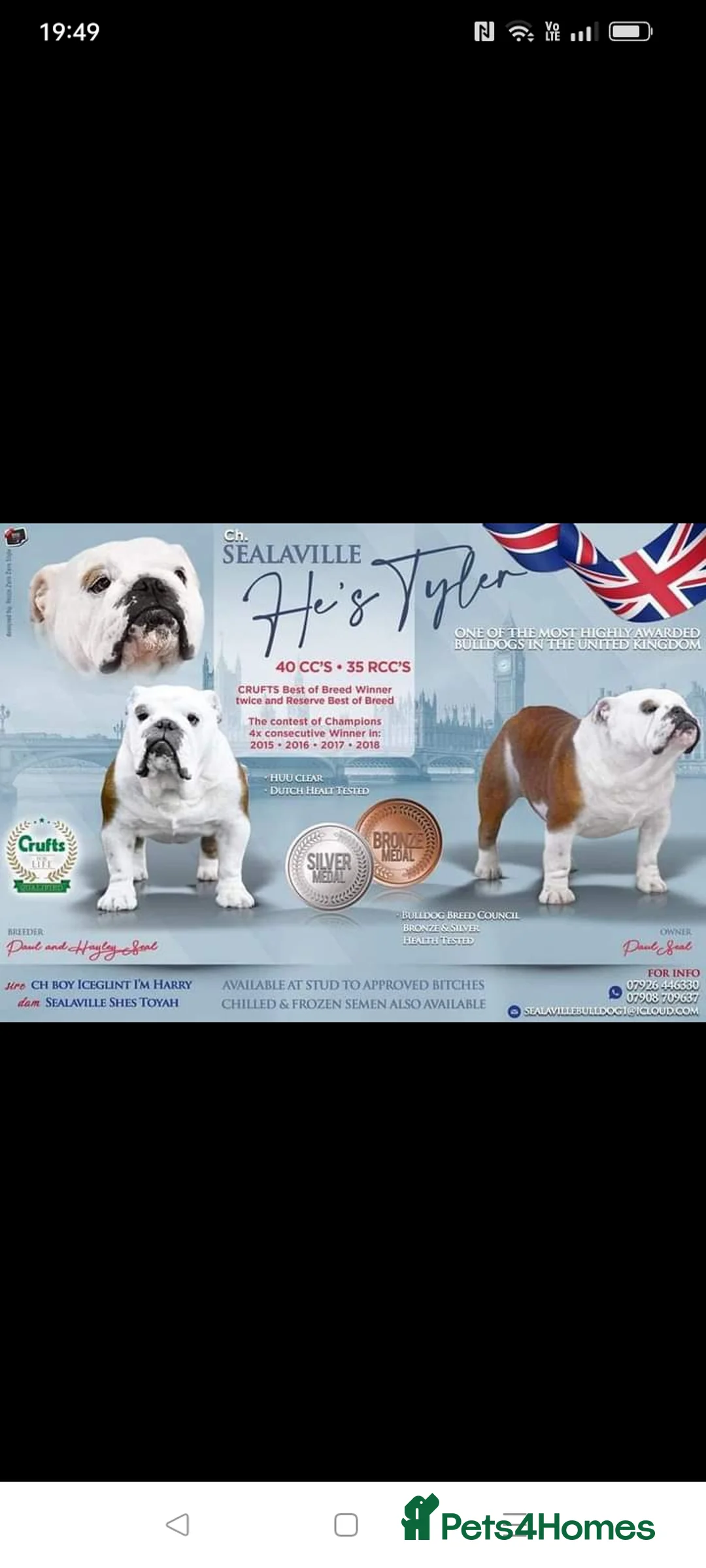 English Bulldog dogs for stud: For stud: Jaxx 9 Champions in bloodline in Brighouse - Advert 8