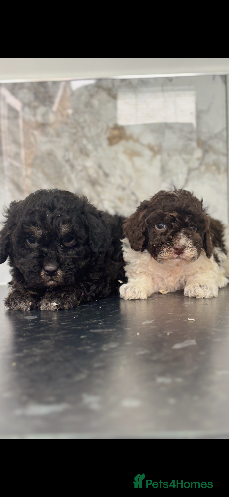 Maltipoo dogs 🐶 Stunning Mini maltipoo puppies (toy poodle) 🐶  - Advert 3