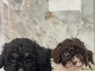 Maltipoo dogs 🐶 Stunning Mini maltipoo puppies (toy poodle) 🐶 - Advert 3