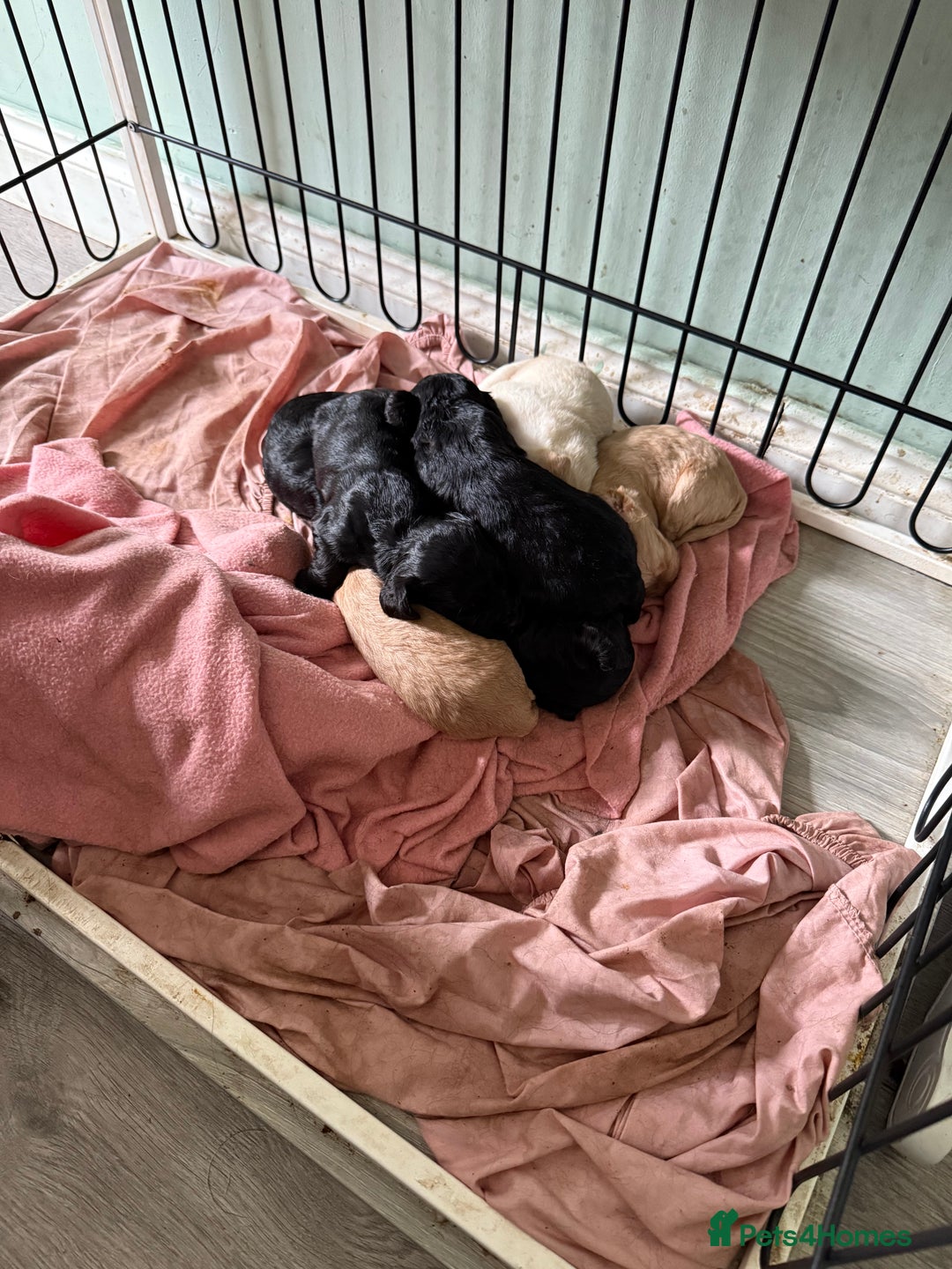 Cocker Spaniel dogs for sale: Cocker spaniel puppies - Image 9