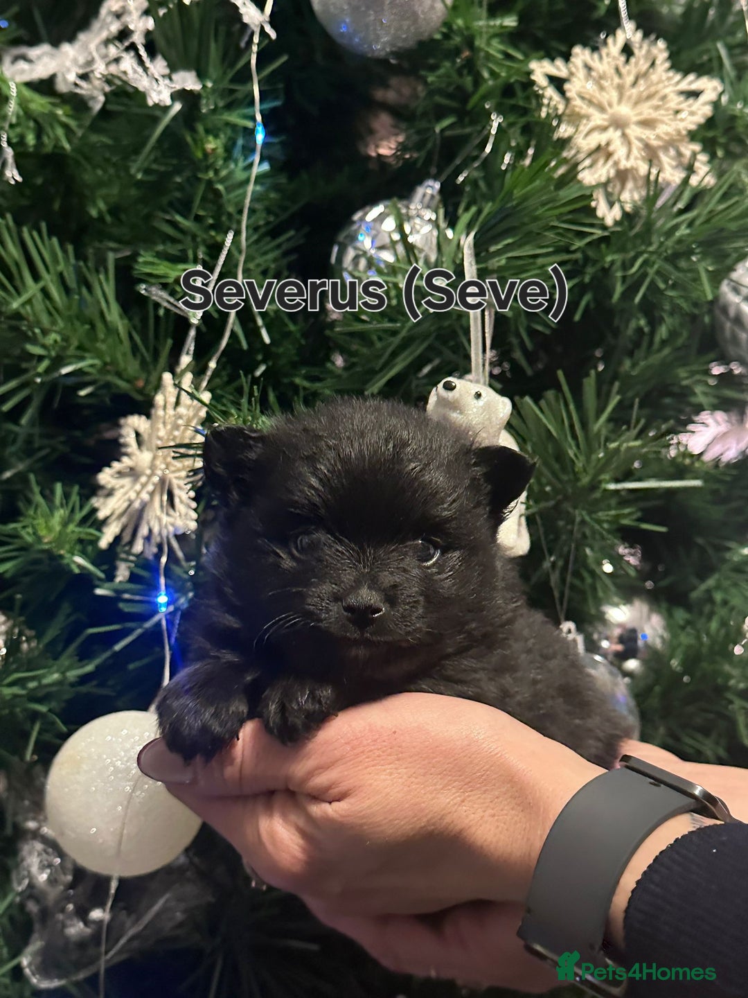 Pomeranian dogs for sale: ONE-TIME ONLY PUREBRED POM PUP (BLUE MERLE PARENT) - Advert 21