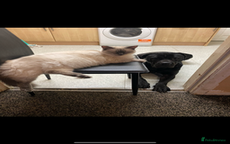 Ragdoll cats for sale: Ragdoll kittens  - Image 5