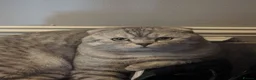 Scottish Fold cats for stud: Scottish Fold Stud - Advert 4