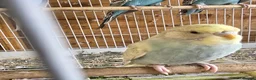 Budgerigars birds for sale: Colourful Budgies Healthy Social and Ready to Fly! - Advert 6