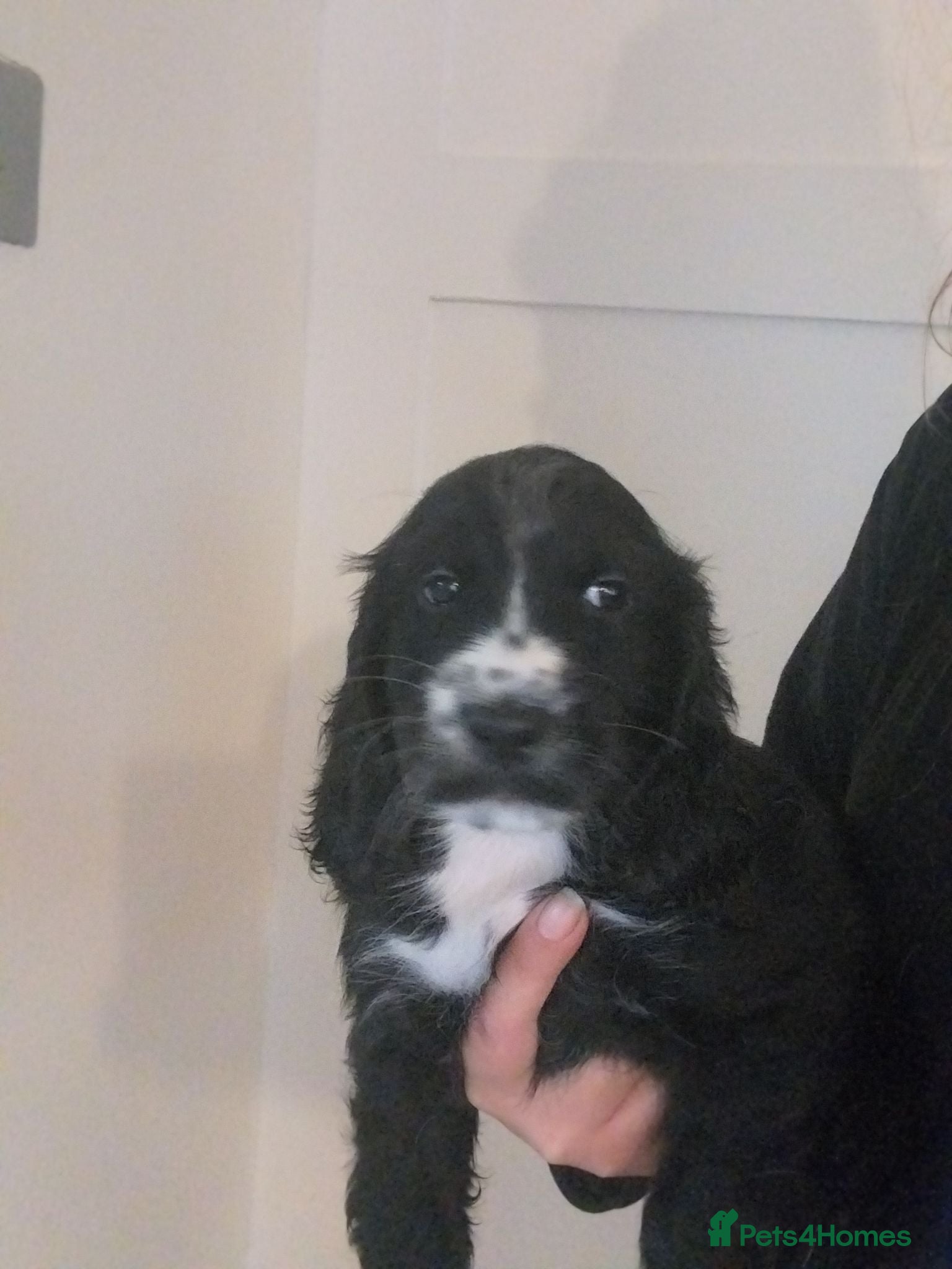 Cockapoo dogs F1b black cockapoo puppie.  - Advert 1
