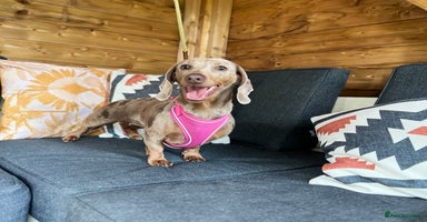 Dachshund dogs - Advert 14