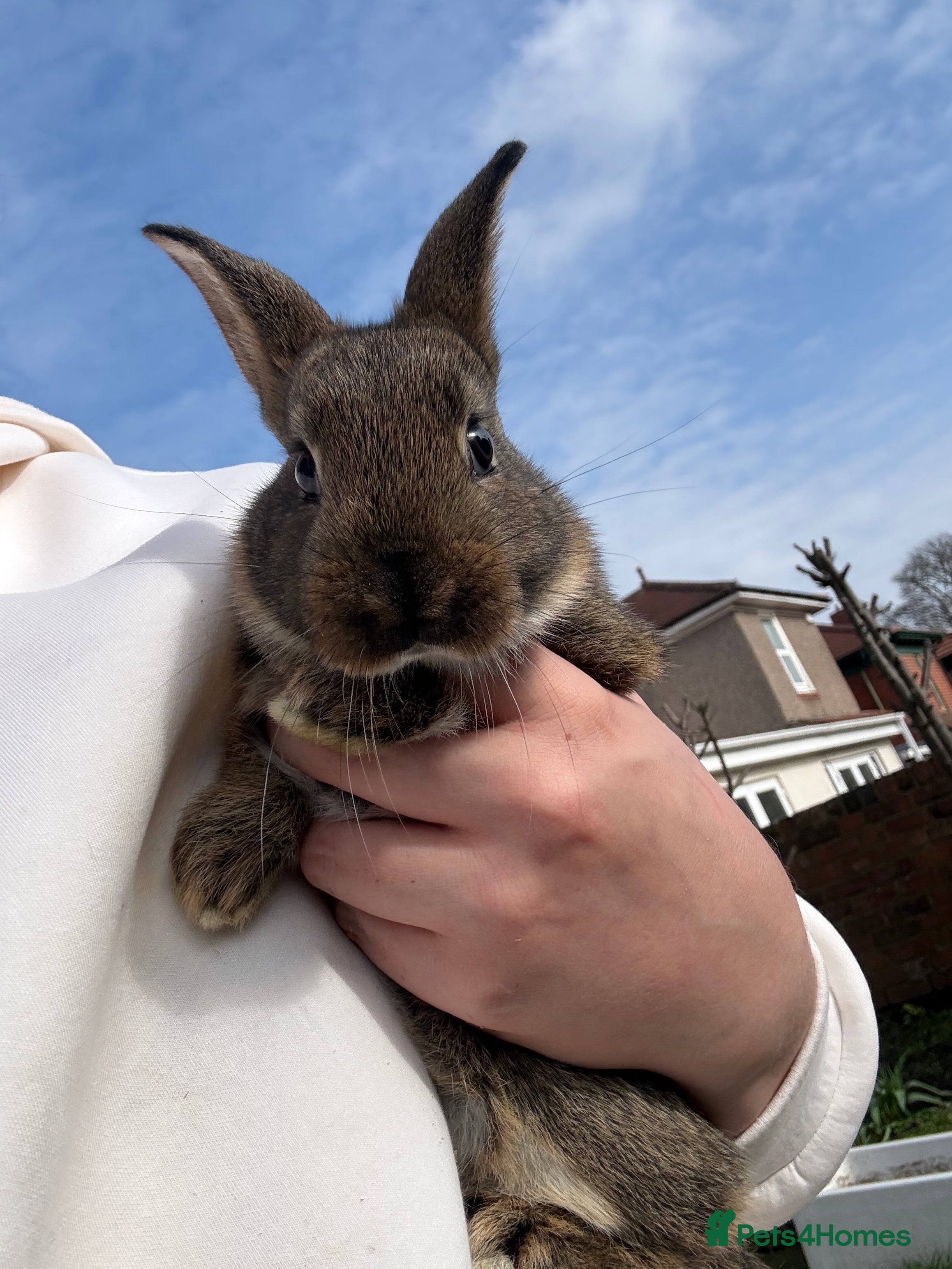 New Zealand rabbits New Zealand babies (ready 2nd April)updated photos - Advert 7