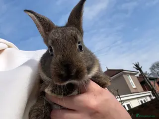 New Zealand rabbits New Zealand babies (ready 2nd April)updated photos - Advert 7