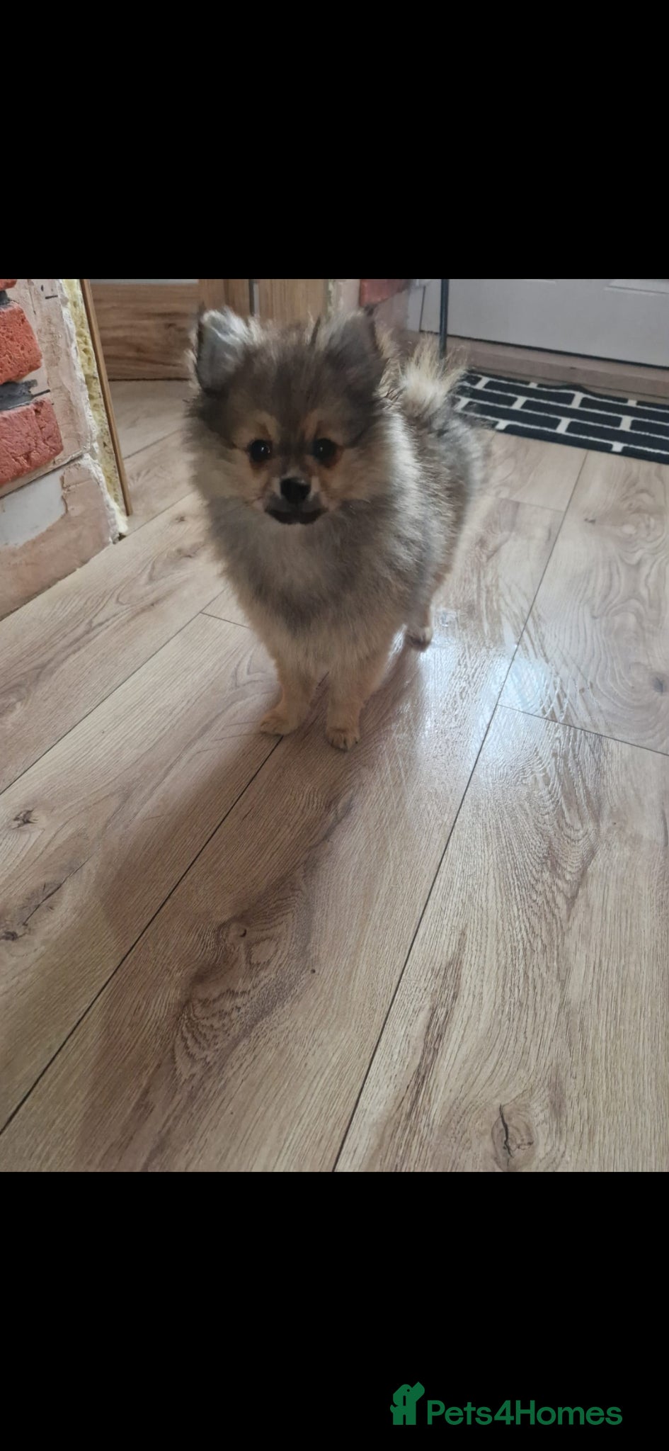 Pomeranian dogs  The Last Boy  Beautiful Pomeranian Ready Now - Advert 7