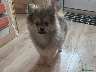 Pomeranian dogs The Last Boy Beautiful Pomeranian Ready Now - Advert 7