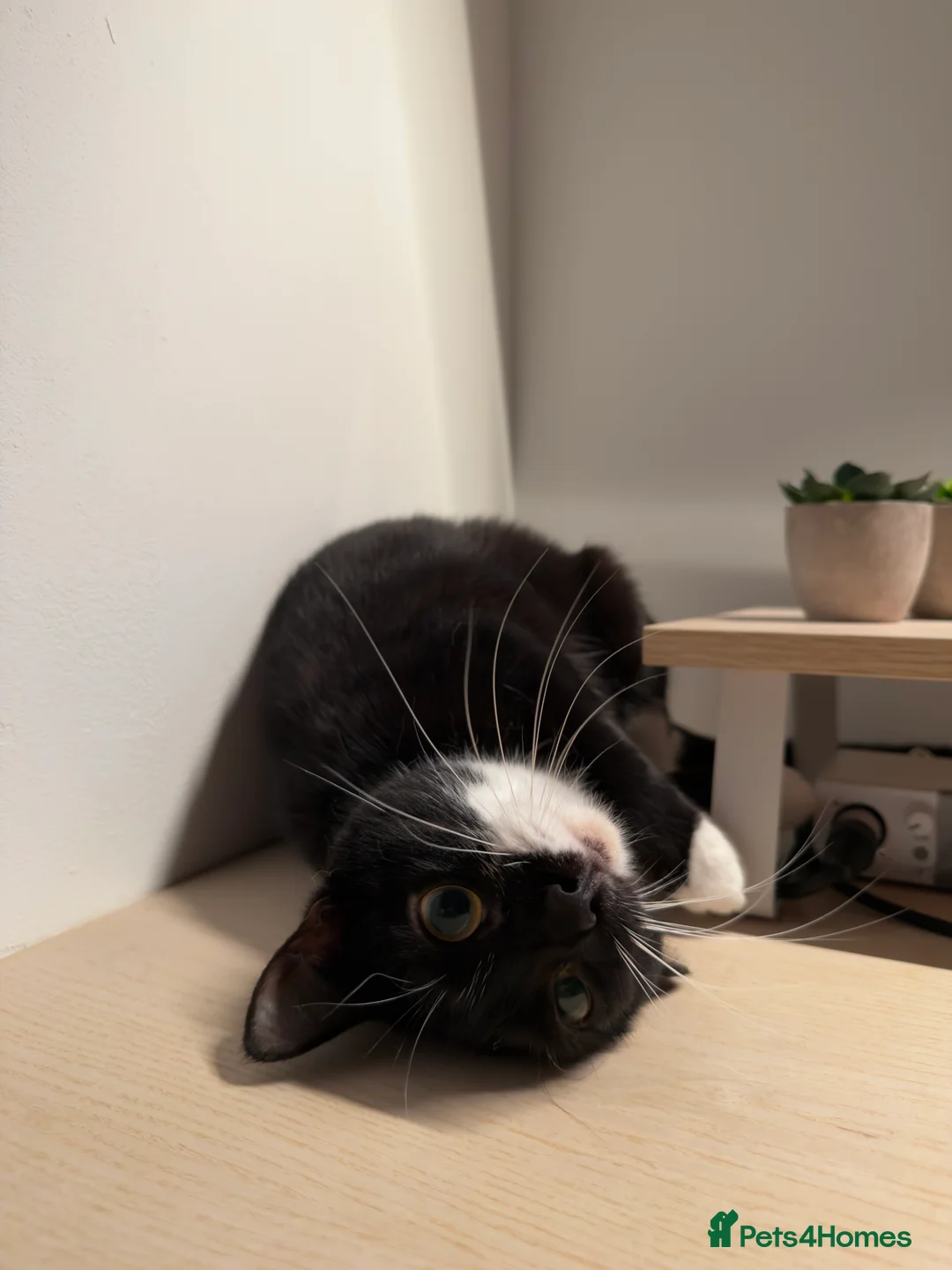 Mixed Breed cats for sale: Mixed breed tuxedo cat - Advert 2