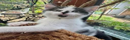 British Shorthair cats for sale: British Shorthair kittens - Advert 11