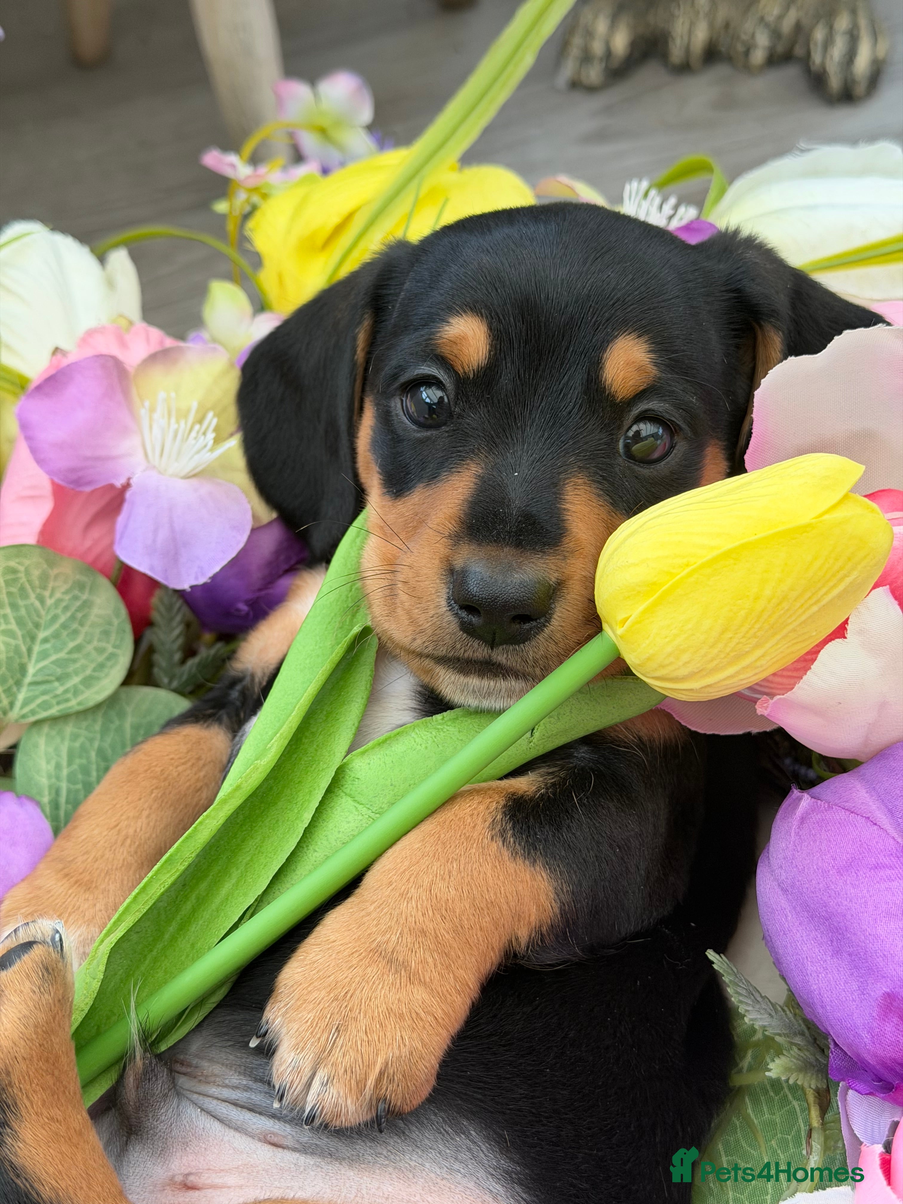 Miniature Dachshund dogs KC Miniature Dachshunds - Advert 9