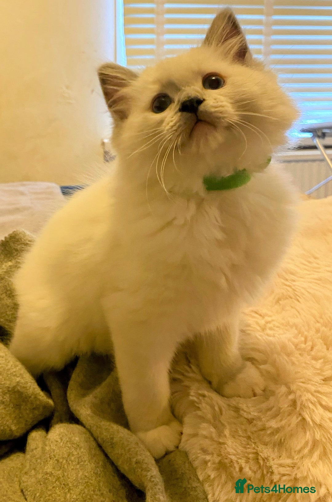 Ragdoll cats for sale: Pedigree ragdolls kittens TICA registered - Advert 4
