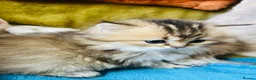 Scottish Fold cats for sale:  Kittens Ready for Their Forever Homes - Advert 37