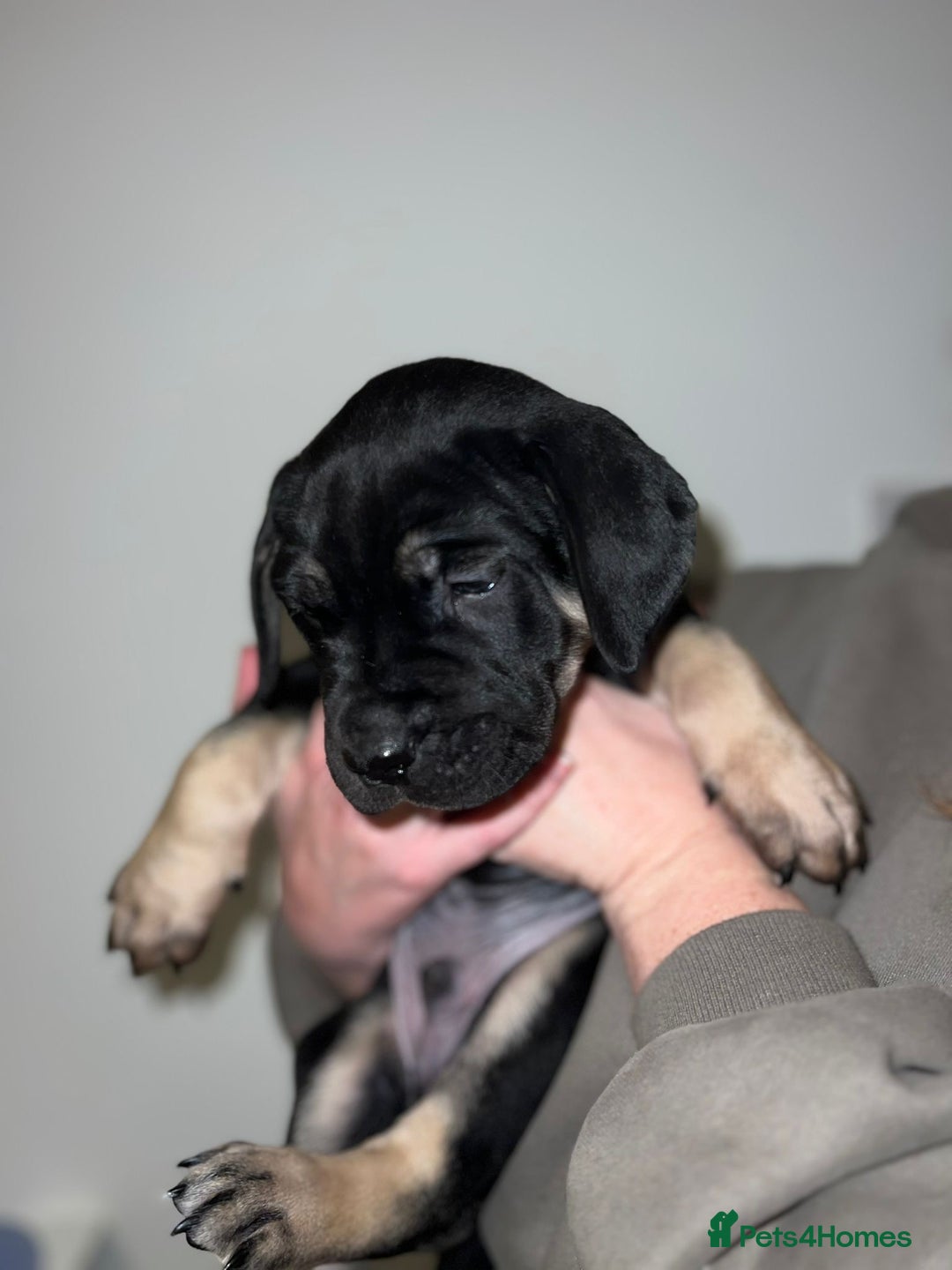 Cane Corso dogs for sale: Cane Corso puppies family reared no expense spared - Advert 13