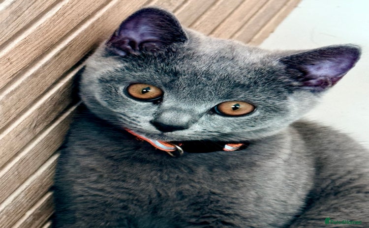 British Shorthair cats - Advert 8