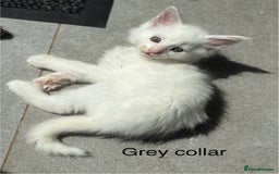 Maine Coon cats for sale: TICA & Council licensed white/black Maine Coons - Image 29