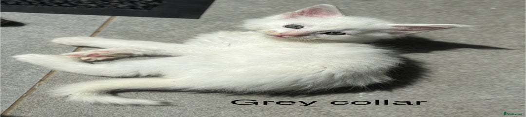 Grey collar boy (white)
