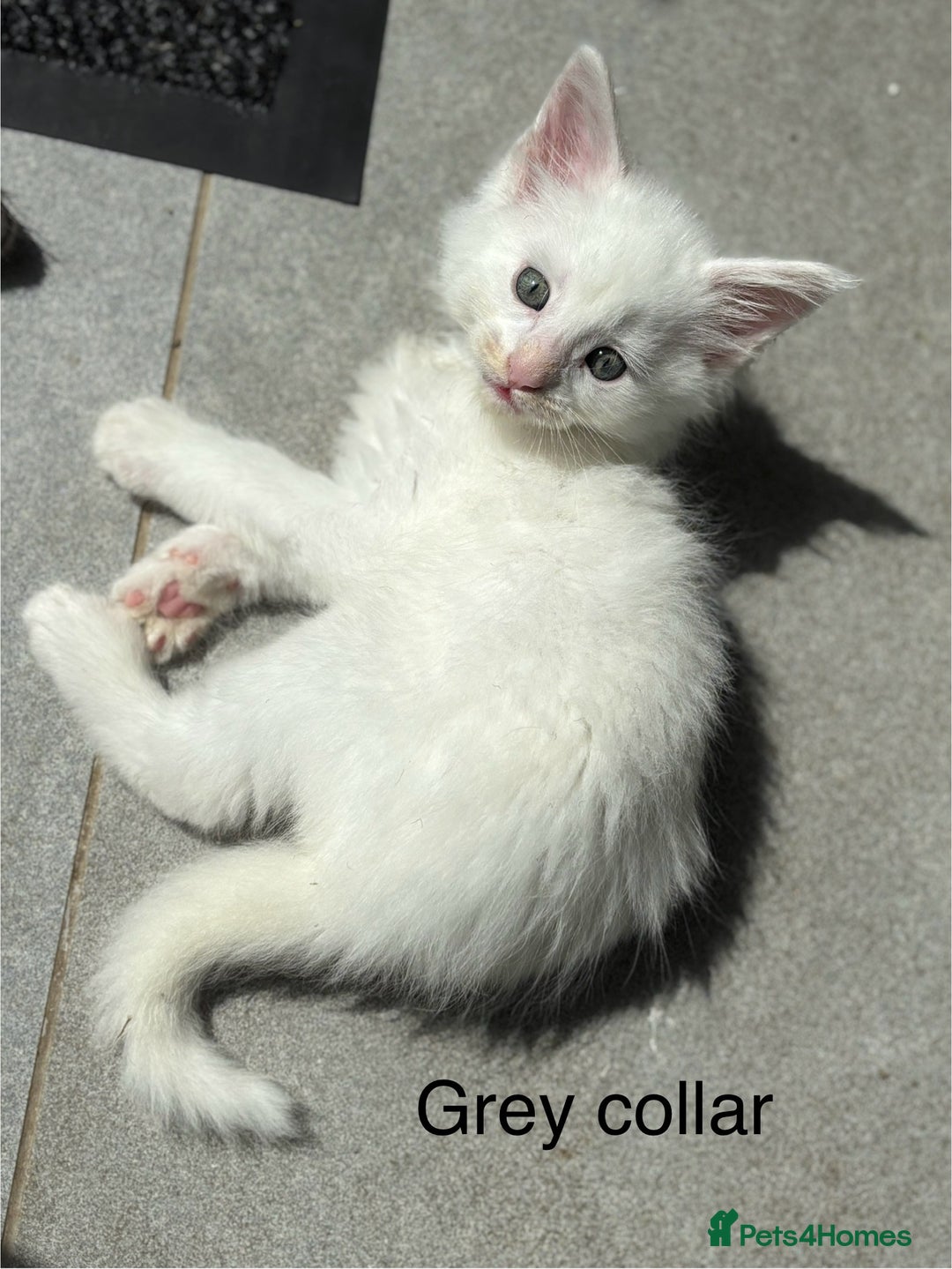 Maine Coon cats for sale: TICA & Council licensed white/black Maine Coons - Image 29