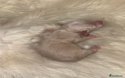 Chiweenie dogs for sale: Gorgeous Mini Dachshund X Puppies🐾 - Image 14