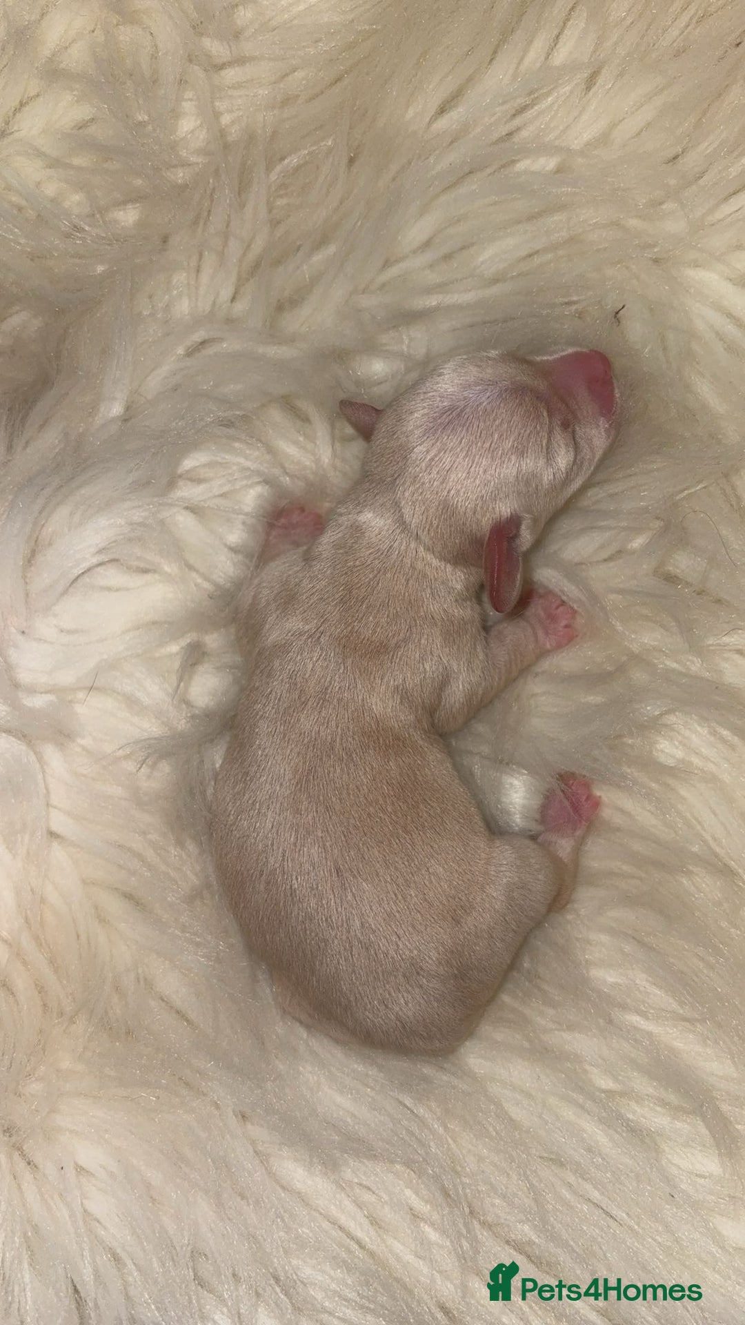 Chiweenie dogs for sale: Gorgeous Mini Dachshund X Puppies🐾 - Image 14
