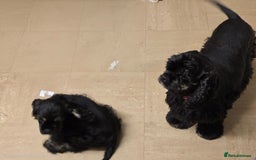 American Cocker Spaniel dogs for sale: American cocker puppies new family. - Image 2
