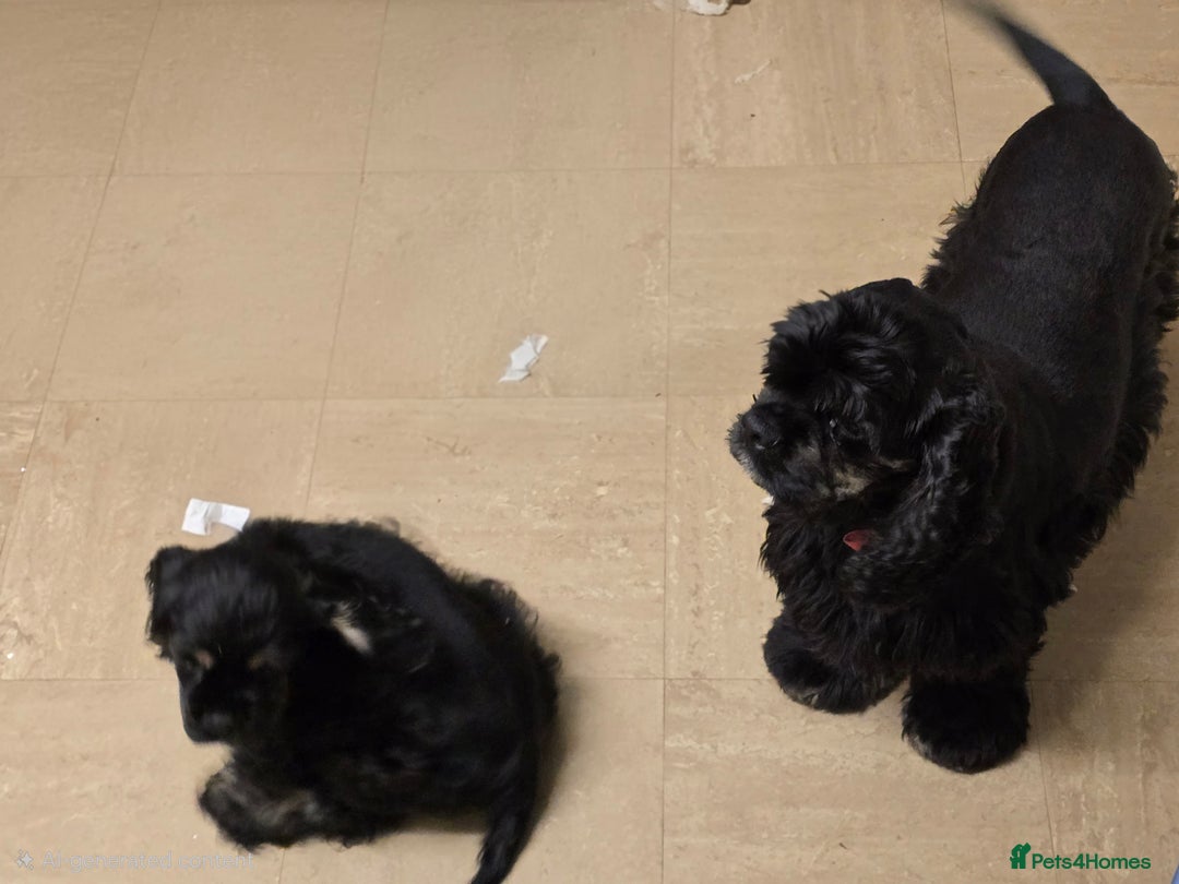 American Cocker Spaniel dogs for sale: American cocker puppies new family. - Image 2